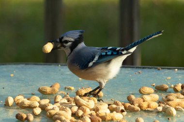 Cam masada sevimli mavi bir kuş görülmüş. Bu Corvid 'in gagasında bir fıstık var ve uçmaya hazır. Bu kuşların mavi, siyah ve gri renklerini ve küçük Mohawk 'ı seviyorum..