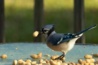 Cam masada sevimli mavi bir kuş görülmüş. Bu Corvid 'in gagasında bir fıstık var ve uçmaya hazır. Bu kuşların mavi, siyah ve gri renklerini ve küçük Mohawk 'ı seviyorum..