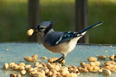 Cam masada sevimli mavi bir kuş görülmüş. Bu Corvid 'in gagasında bir fıstık var ve uçmaya hazır. Bu kuşların mavi, siyah ve gri renklerini ve küçük Mohawk 'ı seviyorum..