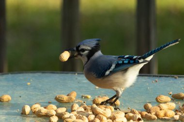 Cam masada sevimli mavi bir kuş görülmüş. Bu Corvid 'in gagasında bir fıstık var ve uçmaya hazır. Bu kuşların mavi, siyah ve gri renklerini ve küçük Mohawk 'ı seviyorum..