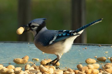 Cam masada sevimli mavi bir kuş görülmüş. Bu Corvid 'in gagasında bir fıstık var ve uçmaya hazır. Bu kuşların mavi, siyah ve gri renklerini ve küçük Mohawk 'ı seviyorum..