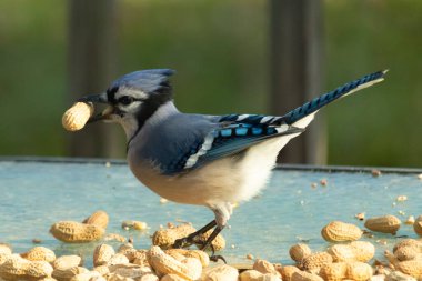 Cam masada sevimli mavi bir kuş görülmüş. Bu Corvid 'in gagasında bir fıstık var ve uçmaya hazır. Bu kuşların mavi, siyah ve gri renklerini ve küçük Mohawk 'ı seviyorum..