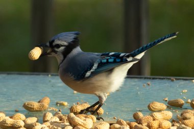 Cam masada sevimli mavi bir kuş görülmüş. Bu Corvid 'in gagasında bir fıstık var ve uçmaya hazır. Bu kuşların mavi, siyah ve gri renklerini ve küçük Mohawk 'ı seviyorum..