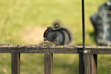 Bu sevimli küçük gri sincap geçen gün güvertenin korkuluklarında oturmuş dinleniyor ve günün tadını çıkarıyordu. Uzun tüylü kuyruğu sarkıyordu. Küçük elleri ağzına kadar..