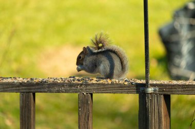 Bu sevimli küçük gri sincap geçen gün güvertenin korkuluklarında oturmuş dinleniyor ve günün tadını çıkarıyordu. Uzun tüylü kuyruğu sarkıyordu. Küçük elleri ağzına kadar..