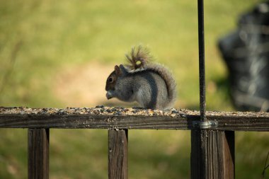 Bu sevimli küçük gri sincap geçen gün güvertenin korkuluklarında oturmuş dinleniyor ve günün tadını çıkarıyordu. Uzun tüylü kuyruğu sarkıyordu. Küçük elleri ağzına kadar..