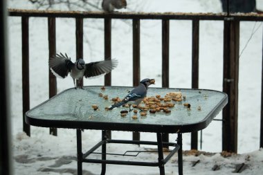 Masadaki bu mavi jölelerin görünüşüne bayılıyorum. Biri orada duruyor ve diğeri uçuyor. Bu güzel kuşlar bu karlı günde biraz yiyecek için ortaya çıktılar..