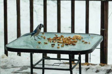 Bu güzel mavi alakarga yemek için cam masaya geldi. Güzel kuşun etrafı fıstıklarla çevrili. Bu çok soğuk bir görüntü. Yerde kar ve her yerde mavi renkler.