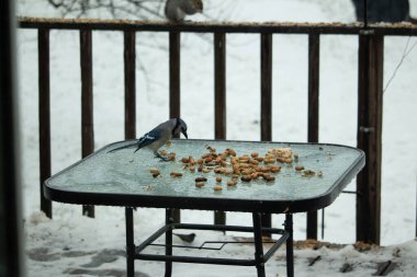 Bu güzel mavi alakarga yemek için cam masaya geldi. Güzel kuşun etrafı fıstıklarla çevrili. Bu çok soğuk bir görüntü. Yerde kar ve her yerde mavi renkler.
