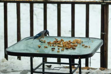 Bu güzel mavi alakarga yemek için cam masaya geldi. Güzel kuşun etrafı fıstıklarla çevrili. Bu çok soğuk bir görüntü. Yerde kar ve her yerde mavi renkler.