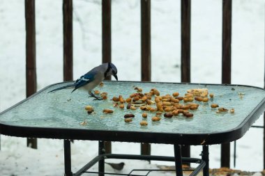 Bu güzel mavi alakarga yemek için cam masaya geldi. Güzel kuşun etrafı fıstıklarla çevrili. Bu çok soğuk bir görüntü. Yerde kar ve her yerde mavi renkler.