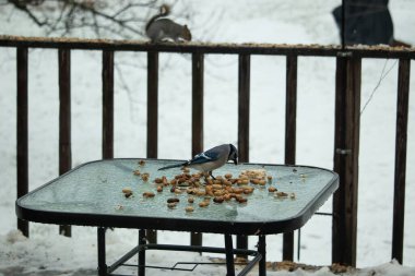 Bu güzel mavi alakarga yemek için cam masaya geldi. Güzel kuşun etrafı fıstıklarla çevrili. Bu çok soğuk bir görüntü. Yerde kar ve her yerde mavi renkler.
