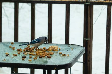Bu güzel mavi alakarga yemek için cam masaya geldi. Güzel kuşun etrafı fıstıklarla çevrili. Bu çok soğuk bir görüntü. Yerde kar ve her yerde mavi renkler.