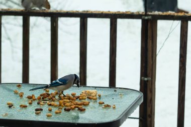 Bu güzel mavi alakarga yemek için cam masaya geldi. Güzel kuşun etrafı fıstıklarla çevrili. Bu çok soğuk bir görüntü. Yerde kar ve her yerde mavi renkler.