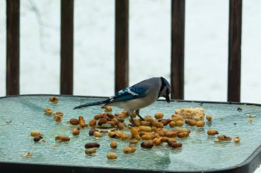 Bu güzel mavi alakarga yemek için cam masaya geldi. Güzel kuşun etrafı fıstıklarla çevrili. Bu çok soğuk bir görüntü. Yerde kar ve her yerde mavi renkler.