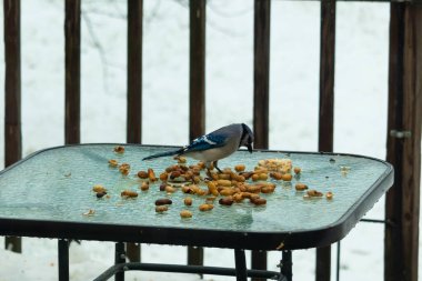 Bu güzel mavi alakarga yemek için cam masaya geldi. Güzel kuşun etrafı fıstıklarla çevrili. Bu çok soğuk bir görüntü. Yerde kar ve her yerde mavi renkler.