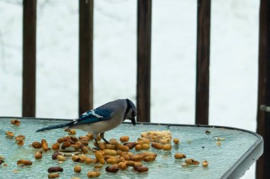 Bu güzel mavi alakarga yemek için cam masaya geldi. Güzel kuşun etrafı fıstıklarla çevrili. Bu çok soğuk bir görüntü. Yerde kar ve her yerde mavi renkler.