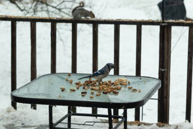 Bu güzel mavi alakarga yemek için cam masaya geldi. Güzel kuşun etrafı fıstıklarla çevrili. Bu çok soğuk bir görüntü. Yerde kar ve her yerde mavi renkler.