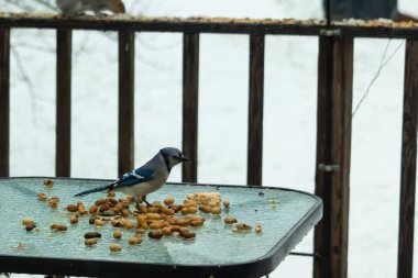 Bu güzel mavi alakarga yemek için cam masaya geldi. Güzel kuşun etrafı fıstıklarla çevrili. Bu çok soğuk bir görüntü. Yerde kar ve her yerde mavi renkler.
