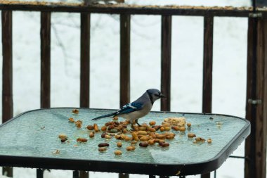 Bu güzel mavi alakarga yemek için cam masaya geldi. Güzel kuşun etrafı fıstıklarla çevrili. Bu çok soğuk bir görüntü. Yerde kar ve her yerde mavi renkler.