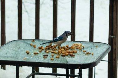 Bu güzel mavi alakarga yemek için cam masaya geldi. Güzel kuşun etrafı fıstıklarla çevrili. Bu çok soğuk bir görüntü. Yerde kar ve her yerde mavi renkler.
