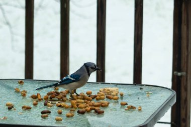 Bu güzel mavi alakarga yemek için cam masaya geldi. Güzel kuşun etrafı fıstıklarla çevrili. Bu çok soğuk bir görüntü. Yerde kar ve her yerde mavi renkler.
