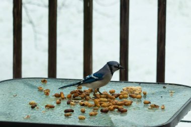 Bu güzel mavi alakarga yemek için cam masaya geldi. Güzel kuşun etrafı fıstıklarla çevrili. Bu çok soğuk bir görüntü. Yerde kar ve her yerde mavi renkler.