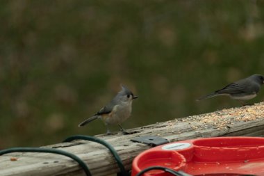 Ben onun resmini çekerken bu küçük, şirin meme faresi ahşap korkuluklara oturdu. Küçük Mohawk 'lı küçük, şirin gri vücudu. Bu kuş biraz kuş yemi istiyor..
