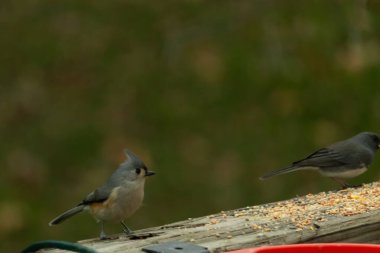 Ben onun resmini çekerken bu küçük, şirin meme faresi ahşap korkuluklara oturdu. Küçük Mohawk 'lı küçük, şirin gri vücudu. Bu kuş biraz kuş yemi istiyor..
