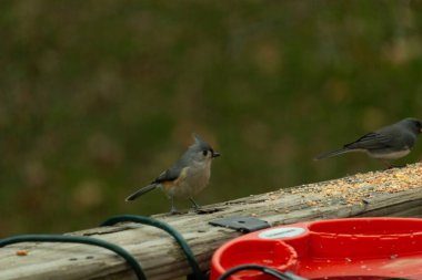 Ben onun resmini çekerken bu küçük, şirin meme faresi ahşap korkuluklara oturdu. Küçük Mohawk 'lı küçük, şirin gri vücudu. Bu kuş biraz kuş yemi istiyor..
