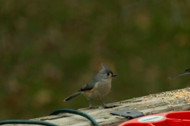 Ben onun resmini çekerken bu küçük, şirin meme faresi ahşap korkuluklara oturdu. Küçük Mohawk 'lı küçük, şirin gri vücudu. Bu kuş biraz kuş yemi istiyor..