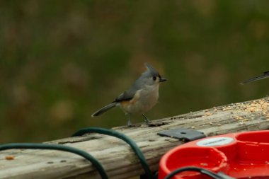 Ben onun resmini çekerken bu küçük, şirin meme faresi ahşap korkuluklara oturdu. Küçük Mohawk 'lı küçük, şirin gri vücudu. Bu kuş biraz kuş yemi istiyor..
