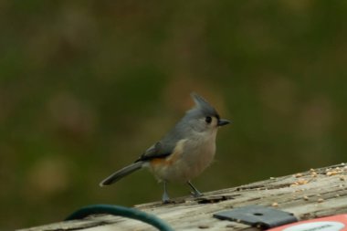 Ben onun resmini çekerken bu küçük, şirin meme faresi ahşap korkuluklara oturdu. Küçük Mohawk 'lı küçük, şirin gri vücudu. Bu kuş biraz kuş yemi istiyor..