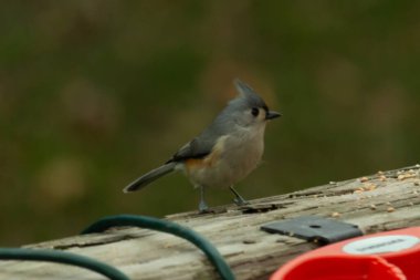 Ben onun resmini çekerken bu küçük, şirin meme faresi ahşap korkuluklara oturdu. Küçük Mohawk 'lı küçük, şirin gri vücudu. Bu kuş biraz kuş yemi istiyor..