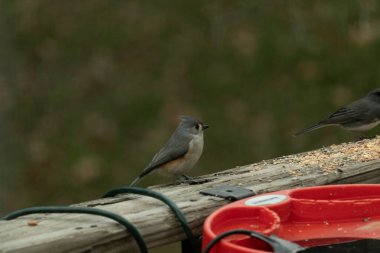 Ben onun resmini çekerken bu küçük, şirin meme faresi ahşap korkuluklara oturdu. Küçük Mohawk 'lı küçük, şirin gri vücudu. Bu kuş biraz kuş yemi istiyor..