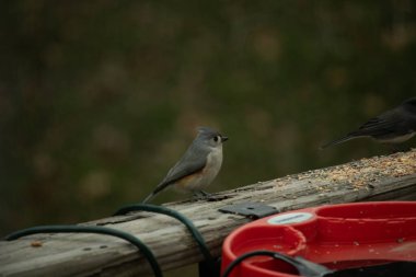 Ben onun resmini çekerken bu küçük, şirin meme faresi ahşap korkuluklara oturdu. Küçük Mohawk 'lı küçük, şirin gri vücudu. Bu kuş biraz kuş yemi istiyor..