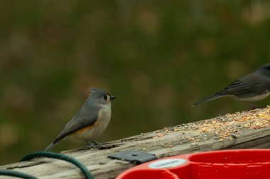 Ben onun resmini çekerken bu küçük, şirin meme faresi ahşap korkuluklara oturdu. Küçük Mohawk 'lı küçük, şirin gri vücudu. Bu kuş biraz kuş yemi istiyor..