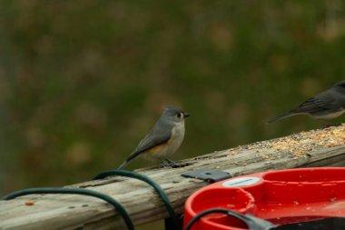 Ben onun resmini çekerken bu küçük, şirin meme faresi ahşap korkuluklara oturdu. Küçük Mohawk 'lı küçük, şirin gri vücudu. Bu kuş biraz kuş yemi istiyor..