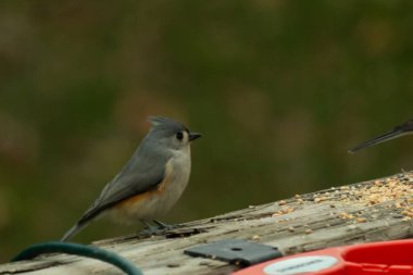 Ben onun resmini çekerken bu küçük, şirin meme faresi ahşap korkuluklara oturdu. Küçük Mohawk 'lı küçük, şirin gri vücudu. Bu kuş biraz kuş yemi istiyor..