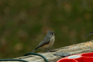 Ben onun resmini çekerken bu küçük, şirin meme faresi ahşap korkuluklara oturdu. Küçük Mohawk 'lı küçük, şirin gri vücudu. Bu kuş biraz kuş yemi istiyor..