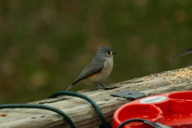 Ben onun resmini çekerken bu küçük, şirin meme faresi ahşap korkuluklara oturdu. Küçük Mohawk 'lı küçük, şirin gri vücudu. Bu kuş biraz kuş yemi istiyor..
