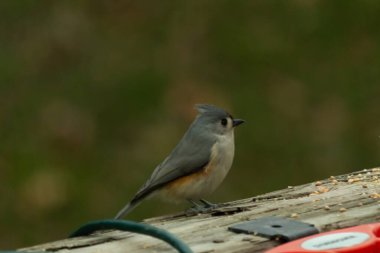 Ben onun resmini çekerken bu küçük, şirin meme faresi ahşap korkuluklara oturdu. Küçük Mohawk 'lı küçük, şirin gri vücudu. Bu kuş biraz kuş yemi istiyor..