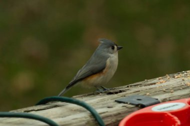 Ben onun resmini çekerken bu küçük, şirin meme faresi ahşap korkuluklara oturdu. Küçük Mohawk 'lı küçük, şirin gri vücudu. Bu kuş biraz kuş yemi istiyor..
