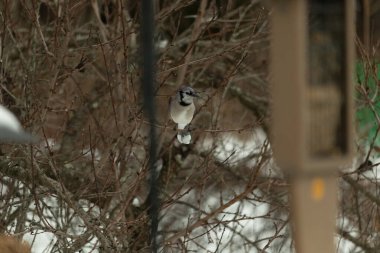 Bu mavi karga kuşu bu ağacın dallarına tünemiş. Kahverengi uzuvlar ve yapraksız dallar kış mevsimini gösteriyor. Bu korvid 'in güzel renkleri öne çıkıyor..