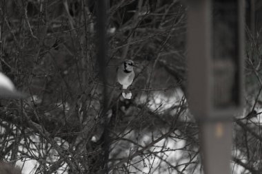 Bu mavi karga kuşu bu ağacın dallarına tünemiş. Kahverengi uzuvlar ve yapraksız dallar kış mevsimini gösteriyor. Bu korvid 'in güzel renkleri öne çıkıyor..