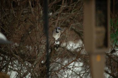 Bu mavi karga kuşu bu ağacın dallarına tünemiş. Kahverengi uzuvlar ve yapraksız dallar kış mevsimini gösteriyor. Bu korvid 'in güzel renkleri öne çıkıyor..
