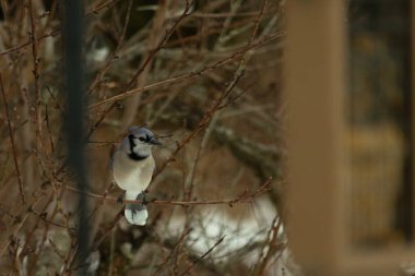 Bu mavi karga kuşu bu ağacın dallarına tünemiş. Kahverengi uzuvlar ve yapraksız dallar kış mevsimini gösteriyor. Bu korvid 'in güzel renkleri öne çıkıyor..