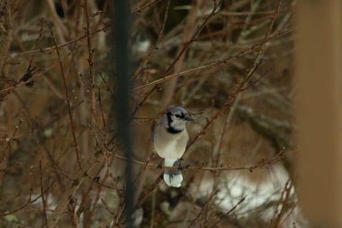 Bu mavi karga kuşu bu ağacın dallarına tünemiş. Kahverengi uzuvlar ve yapraksız dallar kış mevsimini gösteriyor. Bu korvid 'in güzel renkleri öne çıkıyor..