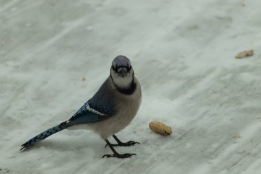 Bu güzel mavi karlı zeminde beyaz bir arka planla duruyordu. Yanı başında yalnız bir fıstık yatıyordu. Bu cıvık kuşlara bayılıyorum..