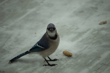 Bu güzel mavi karlı zeminde beyaz bir arka planla duruyordu. Yanı başında yalnız bir fıstık yatıyordu. Bu cıvık kuşlara bayılıyorum..